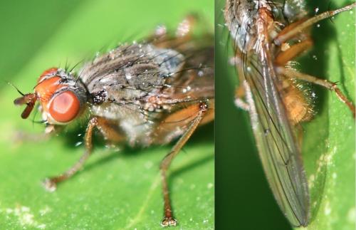 Scathophaga sp.
